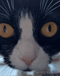 Cat Wow GIF
