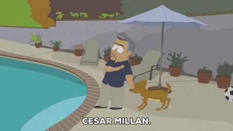 cesar millan pool GIF by South Park 