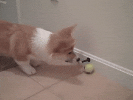 Safe For Work Puppy GIF