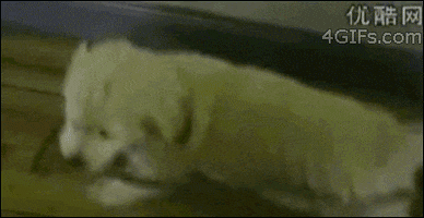 Dog Fail GIF