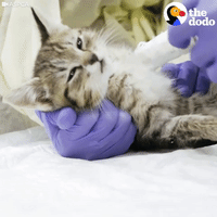 kitten GIF by The Dodo