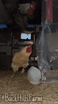 Chickens Roosters GIF by Buck Hills Farm