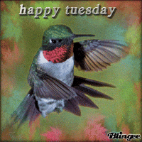 Happy Tuesday GIF