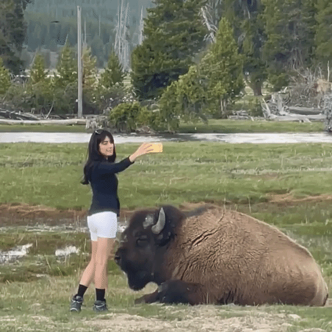 Woman Takes Selfie Dangerously Close to Bison