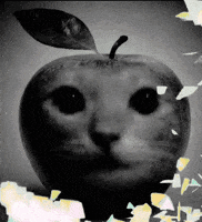 Cat Kitten GIF