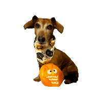 Wiener Dog Dachshund Sticker by Geekster Pets