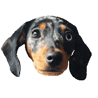 hot dog dachshund Sticker by DopeDog