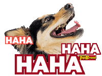 UniversalRobinaCorporation doggo pupper dogmom dog dad Sticker
