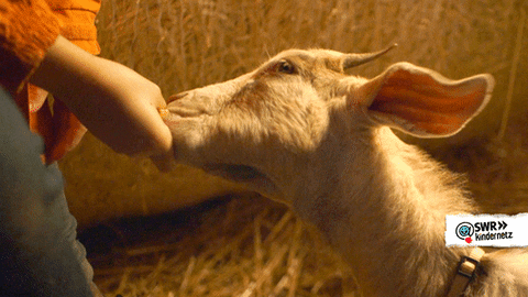 tiere bis unters dach eating GIF by SWR Kindernetz
