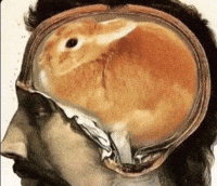 zahrmaar rabbit zahrmaar brain rabbit GIF
