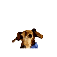 Lily Daschund Sticker by Geekster Pets