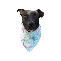 Dino Dinosaurs Sticker by Geekster Pets