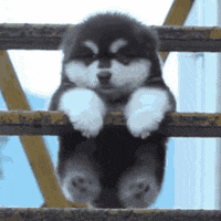 thepetproject  GIF