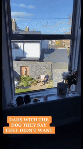cuteanimalland giphyupload GIF