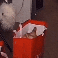 Cat Playing GIF