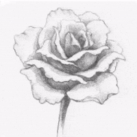 白玫瑰 GIF
