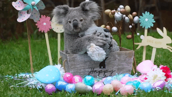 Young Koala Elsa Celebrates First Easter at Australian Reptile Park
