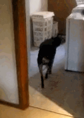 Dogs GIF