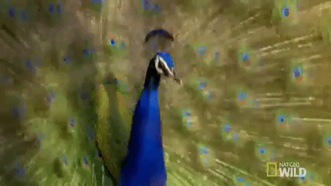 peacock GIF by Nat Geo Wild