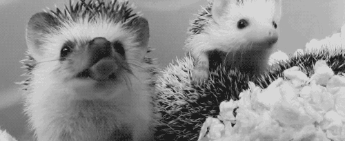 hedgehog GIF