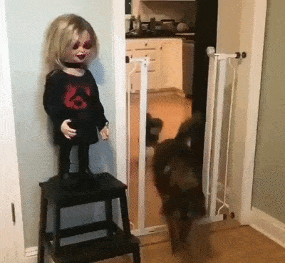 childrenofthenight giphyupload dog scary doll GIF