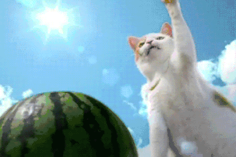 cat watermelon GIF