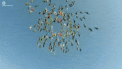 world records falling GIF by NowThis 