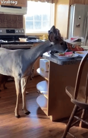 Orphaned Deer Stops in for Leftover Snacks
