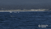 happy nat geo GIF by Monterey Bay Aquarium