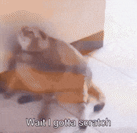 Cat Scratch GIF