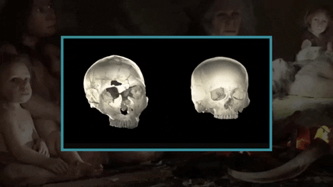 neanderthal vs human skull shape GIF