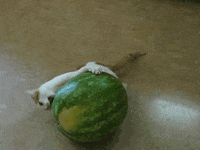 Cat Watermelon GIF