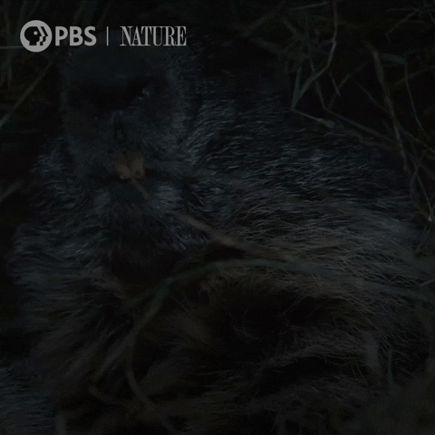 Pbs Nature Animales GIF by Nature on PBS