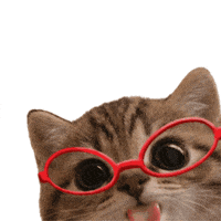 Cat Licking GIF