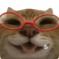 Happy Cat GIF