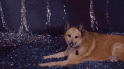 Where To Start Sub Pop GIF by Sub Pop Records