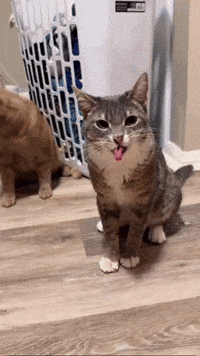 Cat GIF
