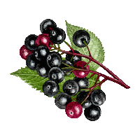 Wyld Cbd Sticker by Wyld