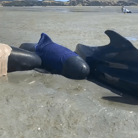 Dozens of Pilot Whales Stranded at Remote New Zealand Beach