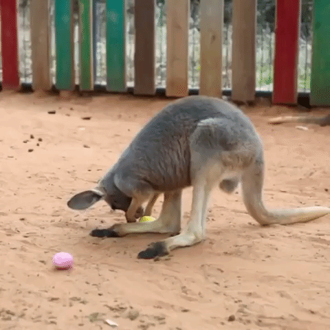 Kangaroo Joey Hops Around Easter Eggs
