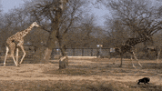BrookfieldZoo run running energy brookfield zoo GIF