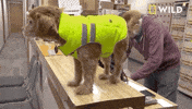 Wagging Incredible Dr Pol GIF by Nat Geo Wild