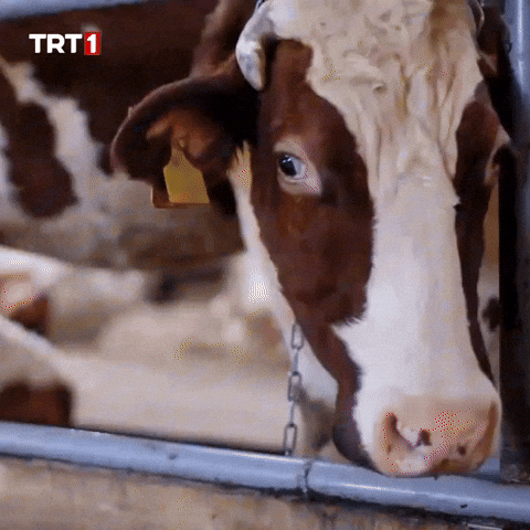 Eyes What GIF by TRT