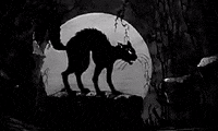 Organize Black Cat GIF by Industrial Workers of the World