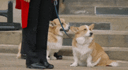 United Kingdom Funeral GIF by GIPHY News