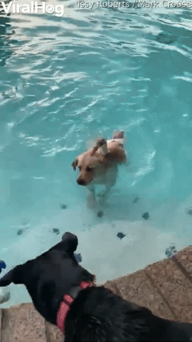 Dog and Duck Go for a Swim