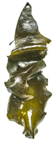 David Chang Kelp Sticker by sweetgreen