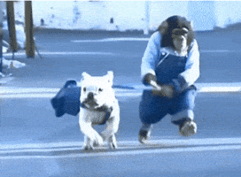 dogs shed GIF