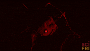vampire squid ocean GIF by Science Friday