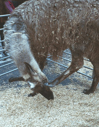 submission GIF by The Savannah .GIF Festival